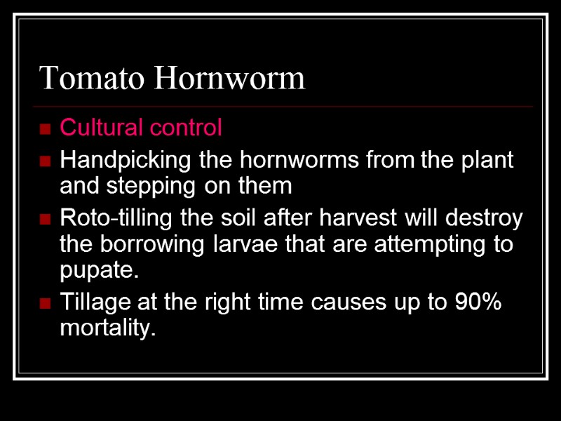 Tomato Hornworm Cultural control Handpicking the hornworms from the plant and stepping on them